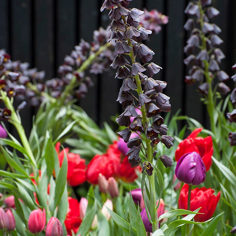 Persian Lily - Image 2