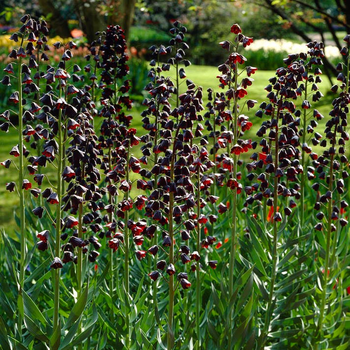 Persian Lily - Image 3