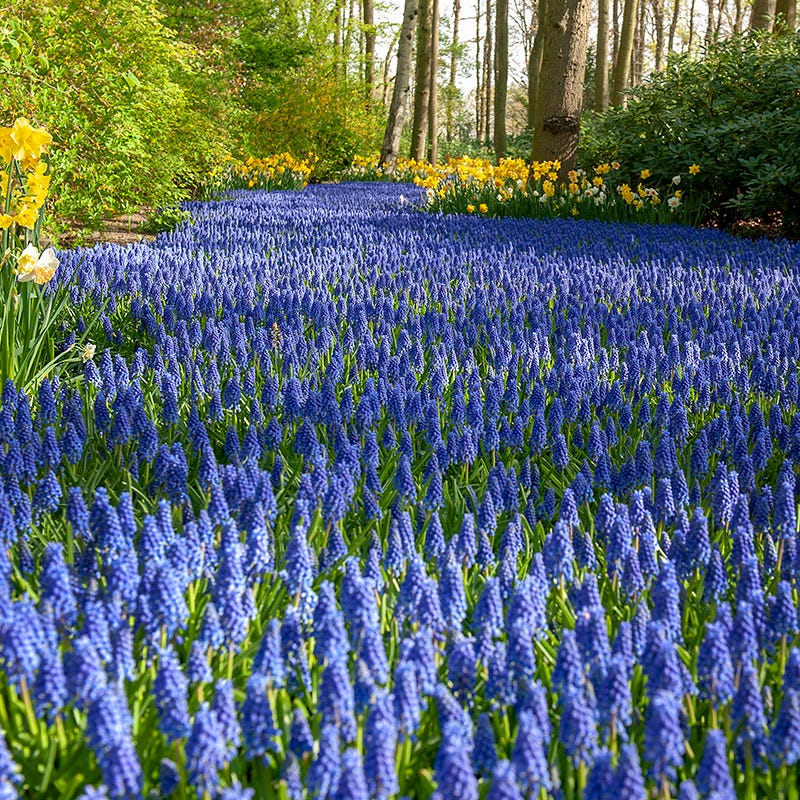 Grape Hyacinth - Image 3