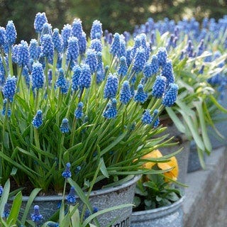 Grape Hyacinth - Image 5