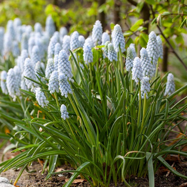 Peppermint® Grape Hyacinth - Image 2
