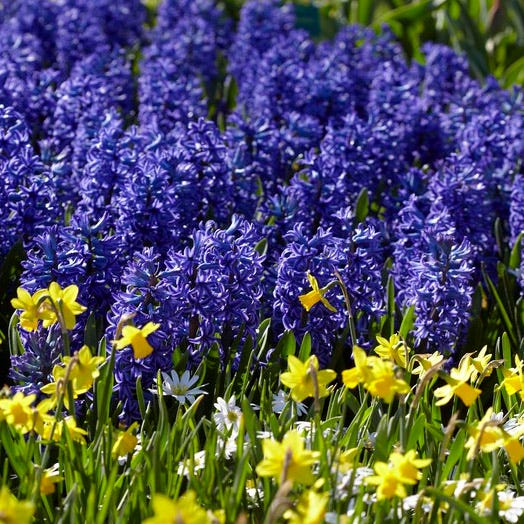 Blue Jacket Hyacinth - Image 3