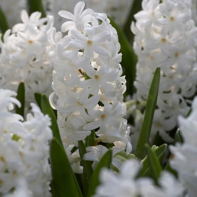 Carnegie Hyacinth - Image 2