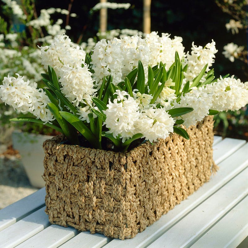 Carnegie Hyacinth - Image 3