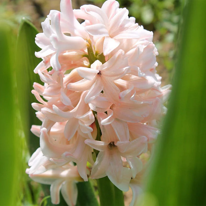 China Pink Hyacinth - Image 2