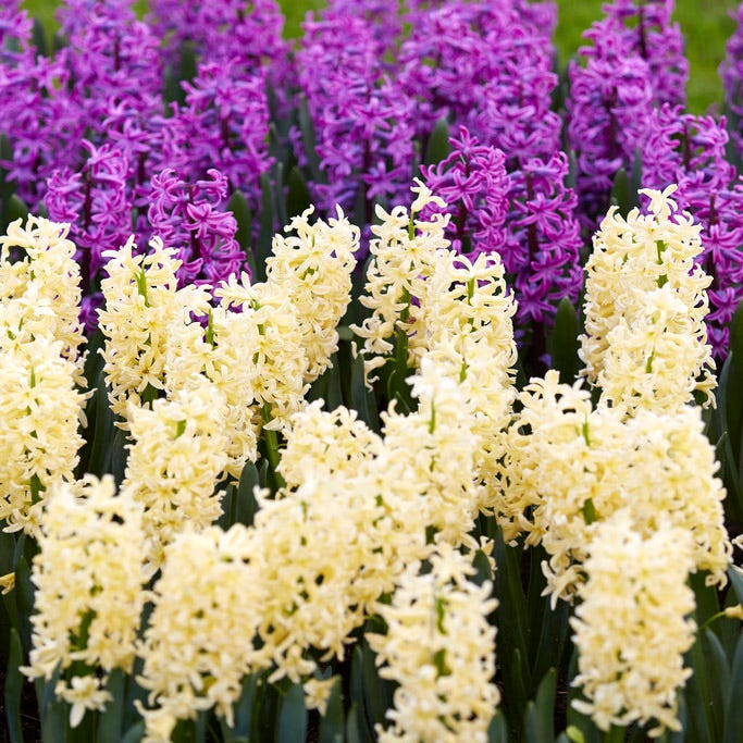 Gipsy Princess Hyacinth - Image 3