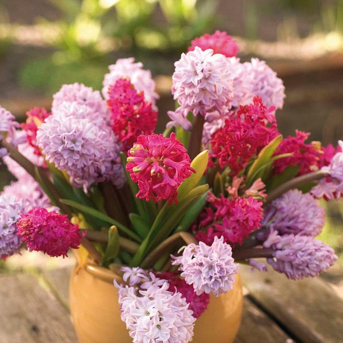 Jan Bos Hyacinth - Image 4