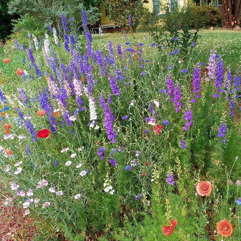 Fall Maximum Wildflower Seed Mix - Image 3