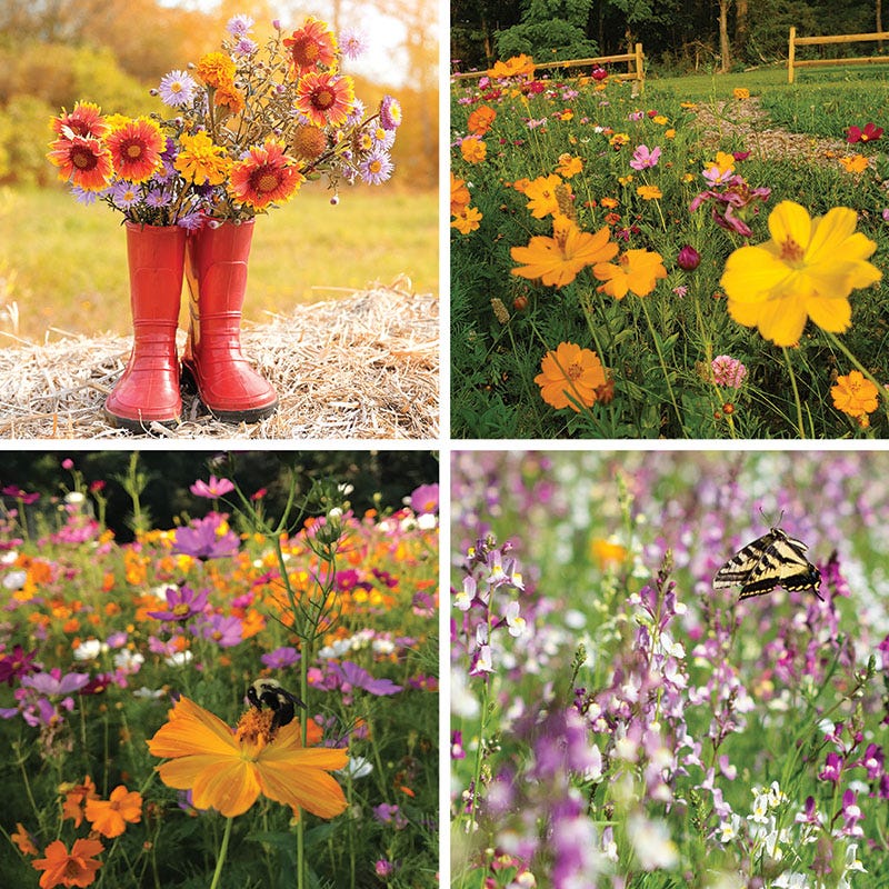 Fall Maximum Wildflower Seed Mix - Image 4