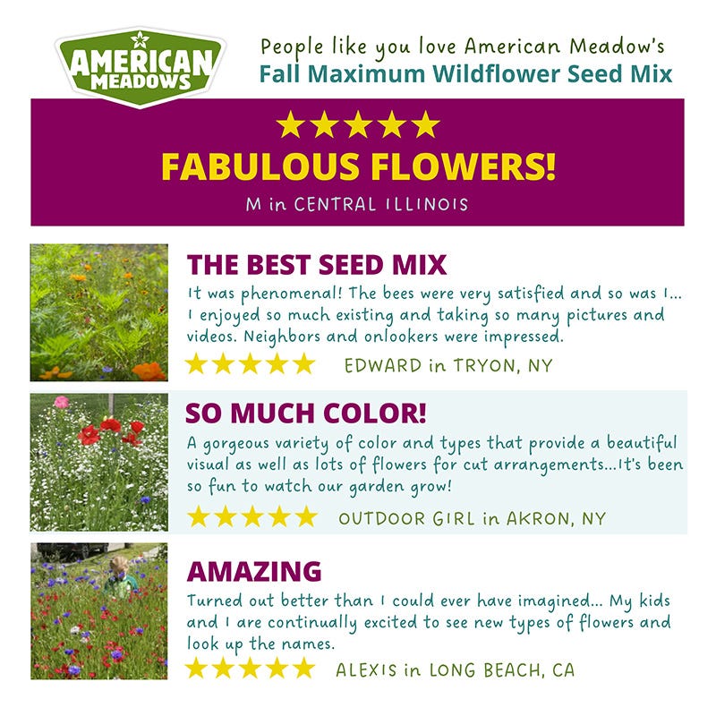 Fall Maximum Wildflower Seed Mix - Image 5