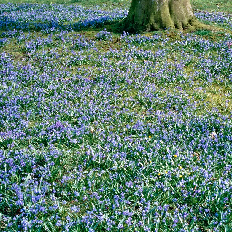 Siberian Squill - Image 4