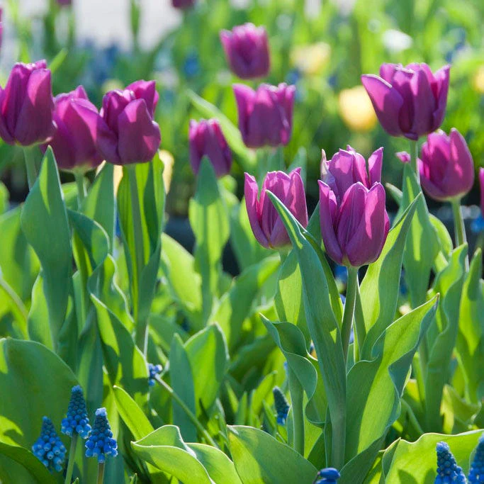 Purple Prince Single Early Tulip - Image 2