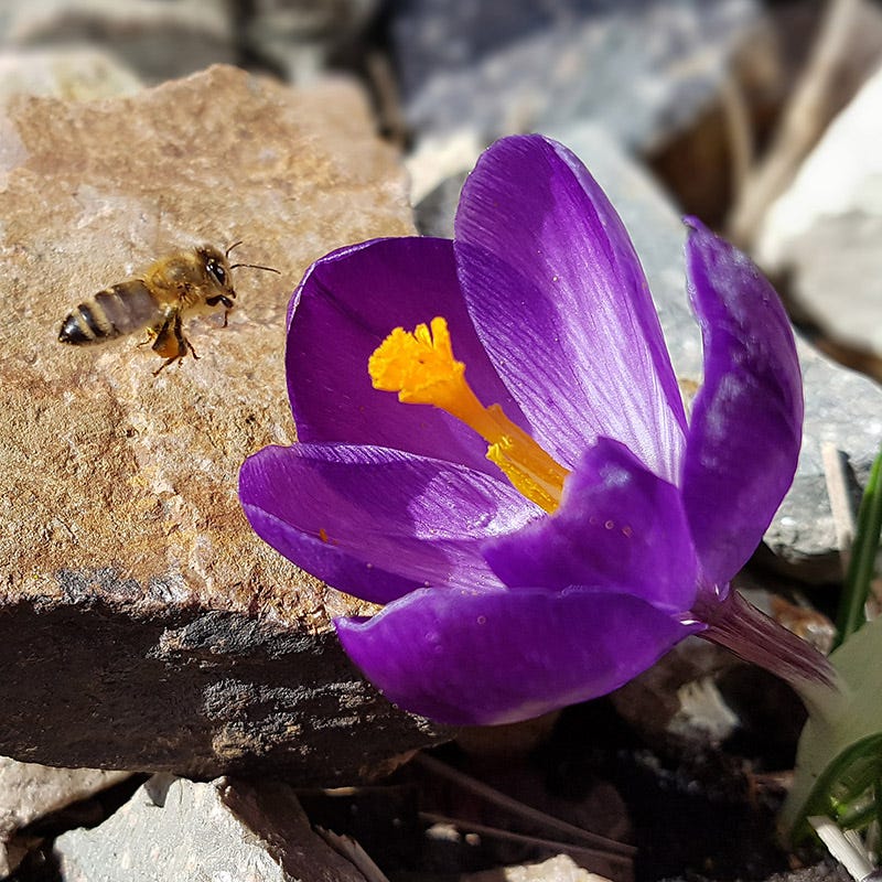 Ruby Giant Snow Crocus - Image 2