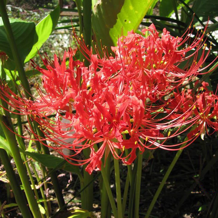 Red Spider Lily - Image 2