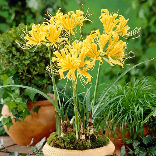 Yellow Spider Lily - Image 3