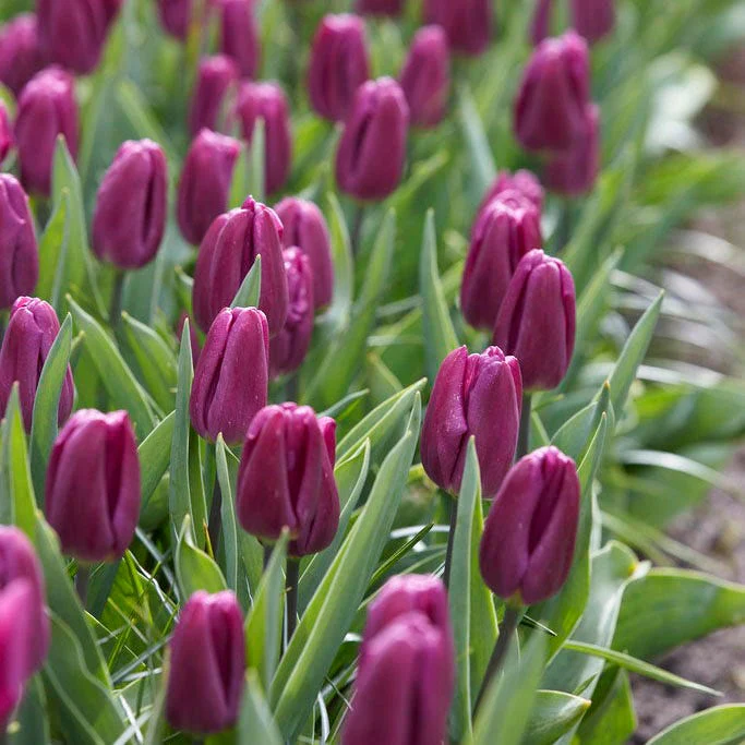 Purple Flag Triumph Tulip - Image 3