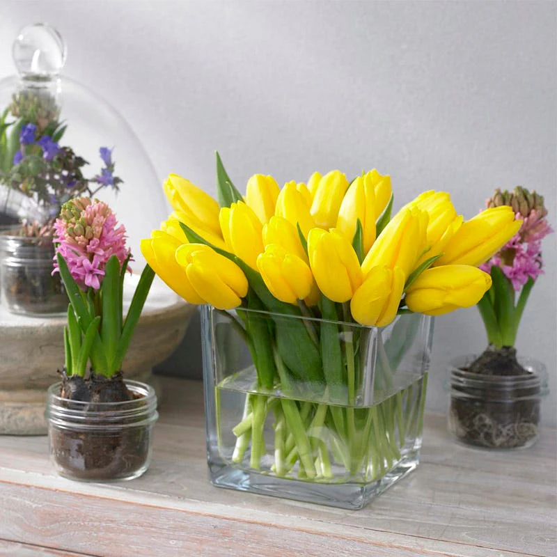 Strong Gold Triumph Tulip - Image 3