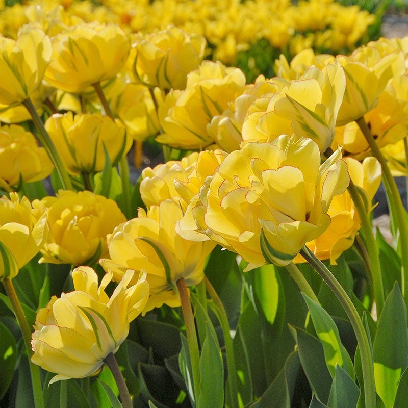 Akebono Darwin Tulip - Image 3