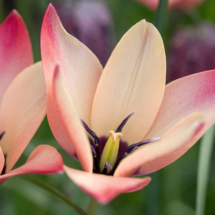 Lovelight Naturalizing Wild Tulip Collection - Image 4