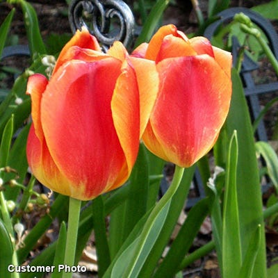 Apeldoorn Elite Darwin Tulip - Image 2