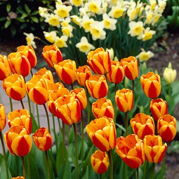 Apeldoorn Elite Darwin Tulip - Image 5