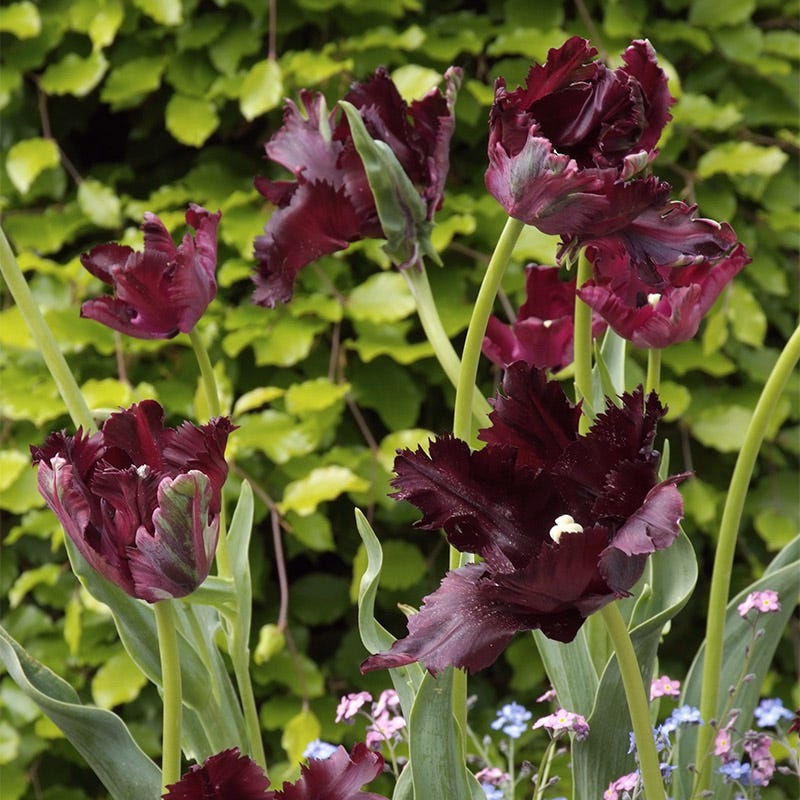 Black Parrot Tulip - Image 2