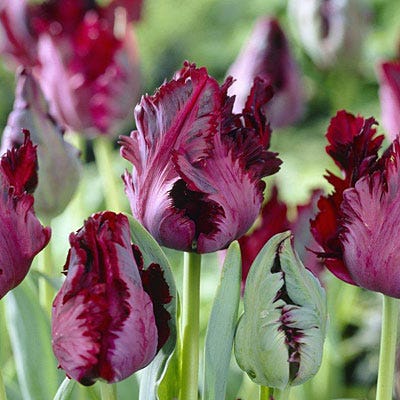 Black Parrot Tulip - Image 3