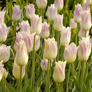 Elegant Lady Lily Flowered Tulip - Image 2