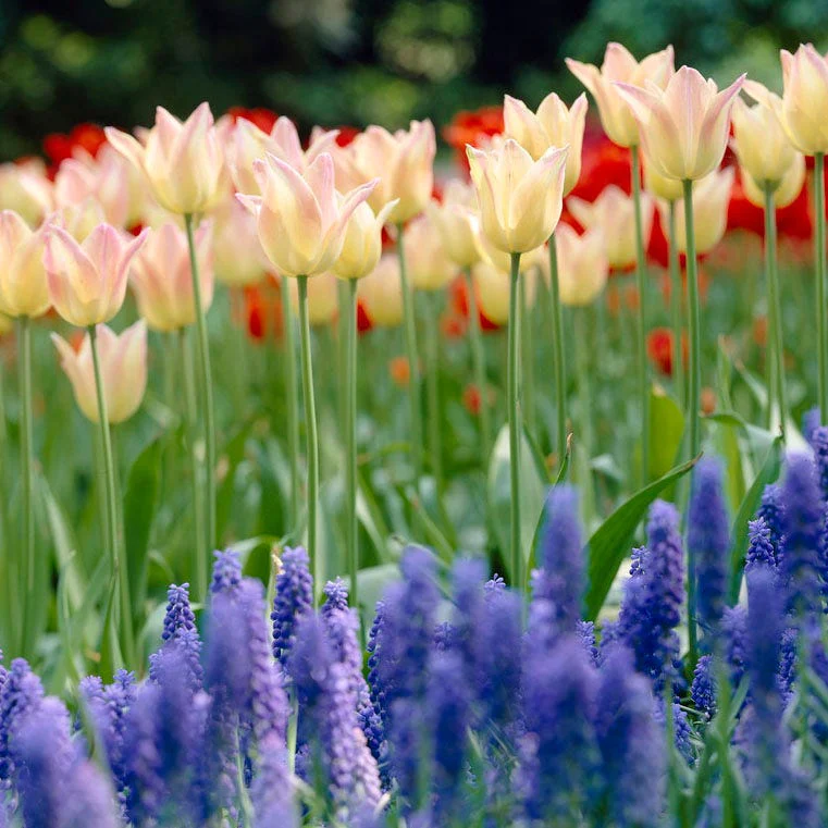 Elegant Lady Lily Flowered Tulip - Image 3