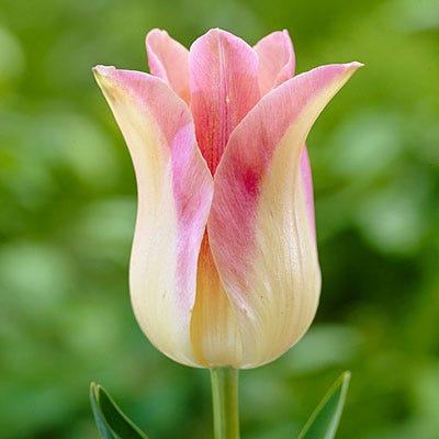 Elegant Lady Lily Flowered Tulip - Image 4