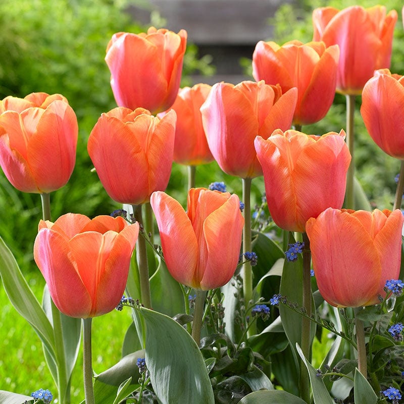 Jimmy Triumph Tulip - Image 3