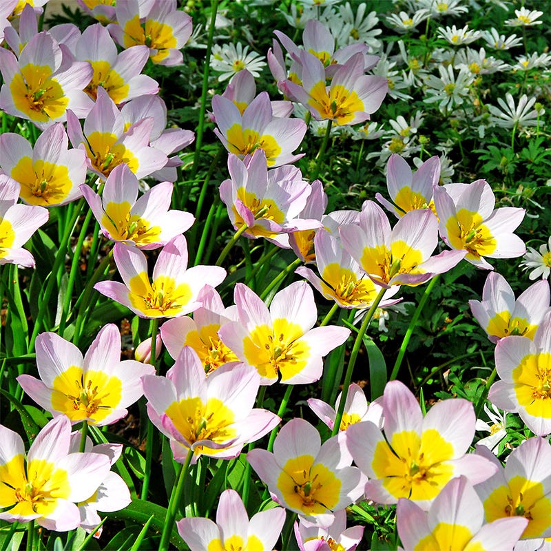 Lilac Wonder Wild Tulip - Image 2