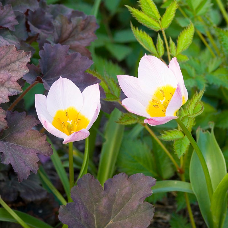 Lilac Wonder Wild Tulip - Image 3