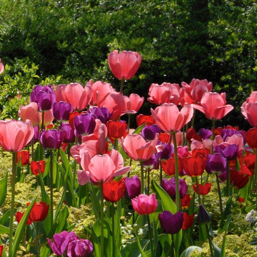 Pink Impression Darwin Tulip - Image 3