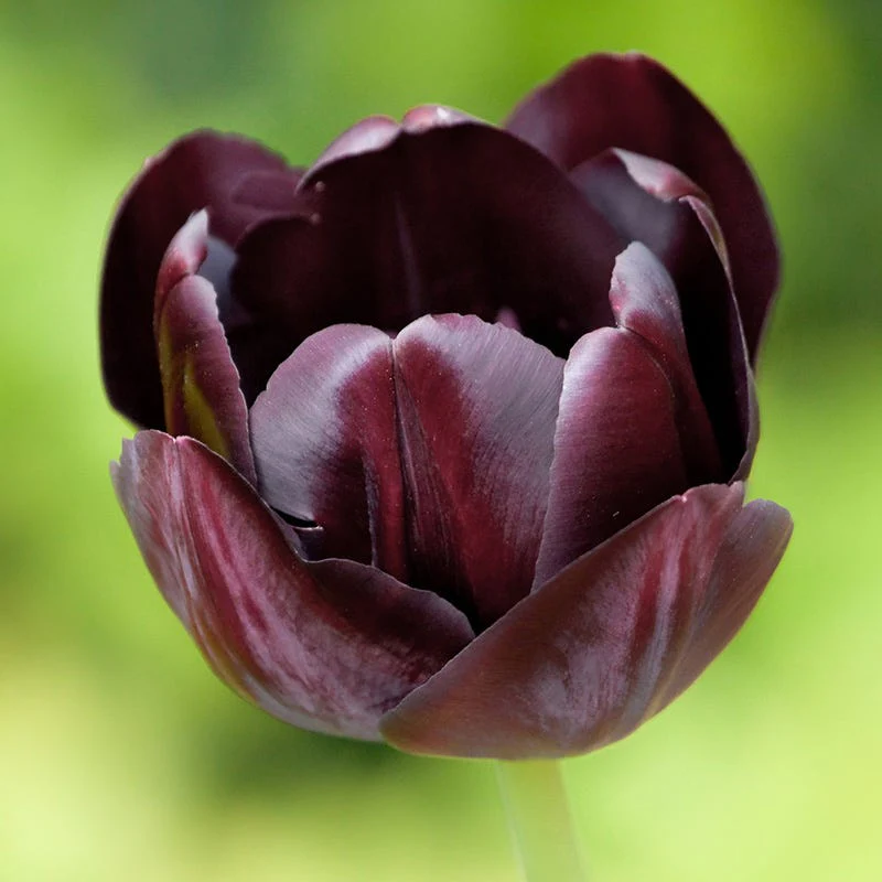 Queen Of The Night Single Late Tulip - Image 2