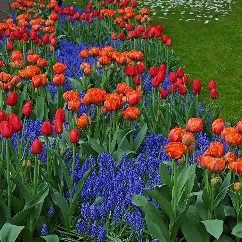 Queensday Tulip - Image 3