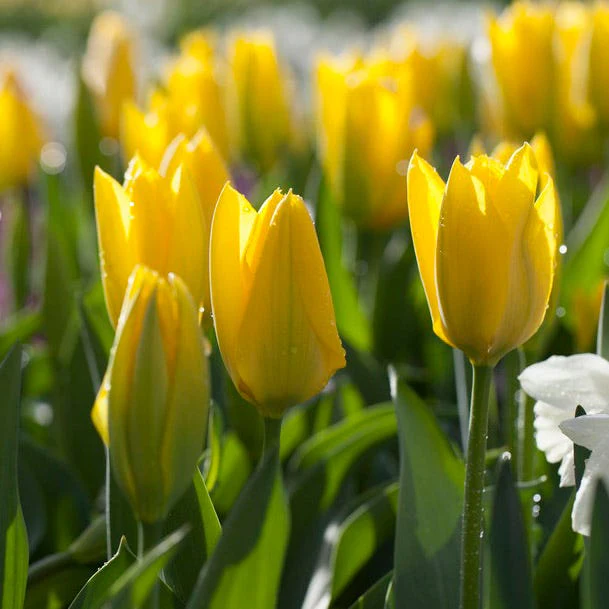 Sunshine Tulip Flower Bulb Collection - Image 3