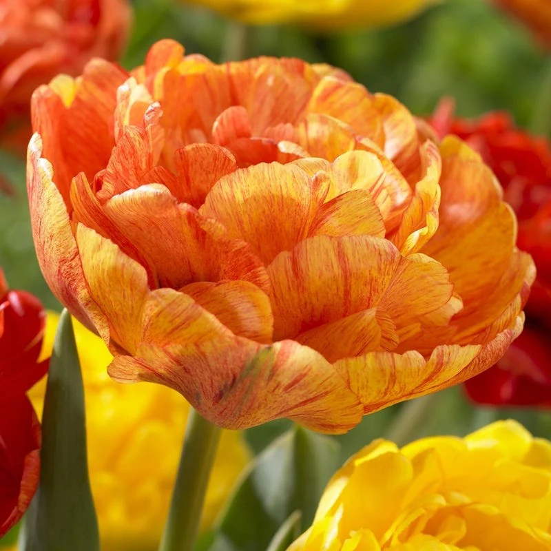 Sunshine Tulip Flower Bulb Collection - Image 4