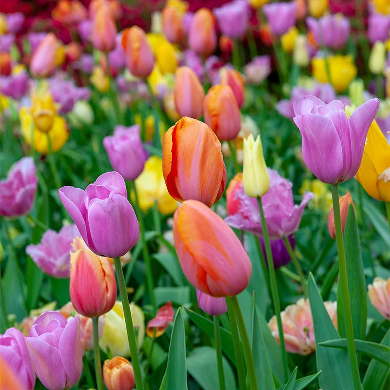 Sweet Treats Tulip Bulb Collection - Image 3