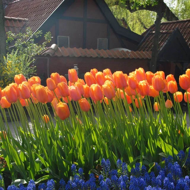 Sweet Treats Tulip Bulb Collection - Image 6