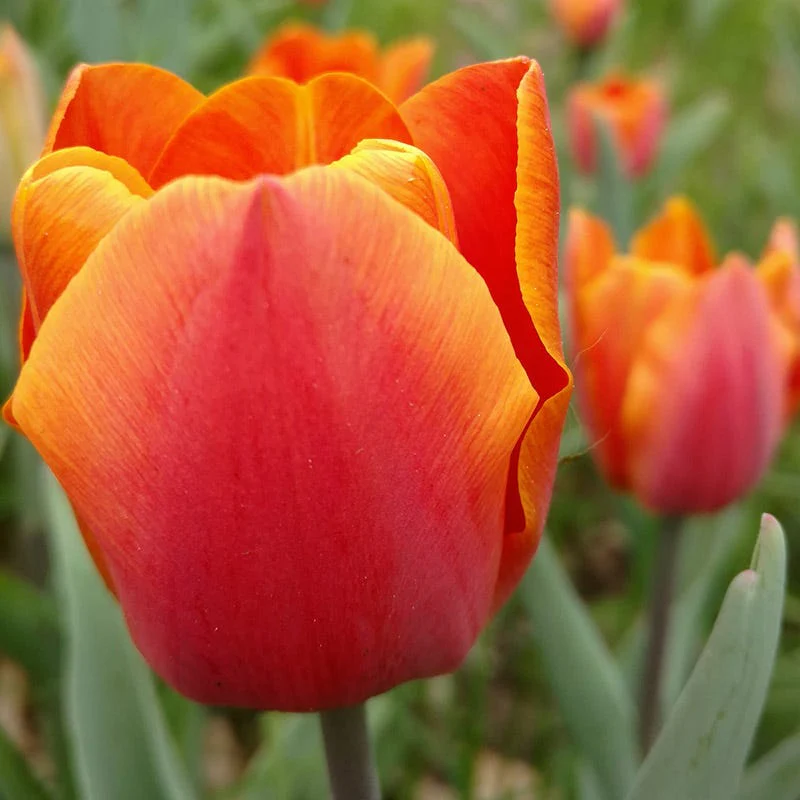 Warm Glow Tulip Bulb Collection - Image 3