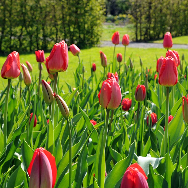 Warm Glow Tulip Bulb Collection - Image 4