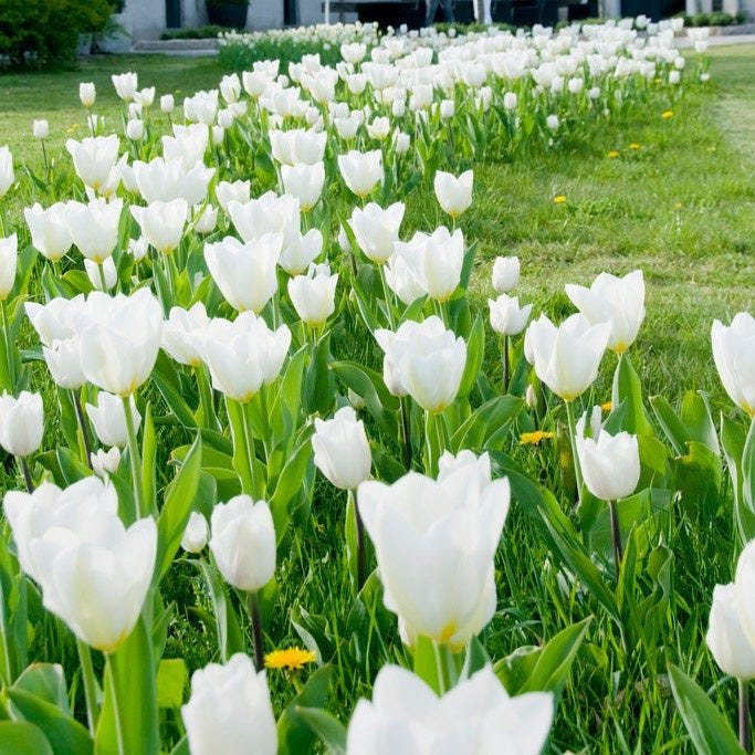 White Emperor Tulip - Image 3