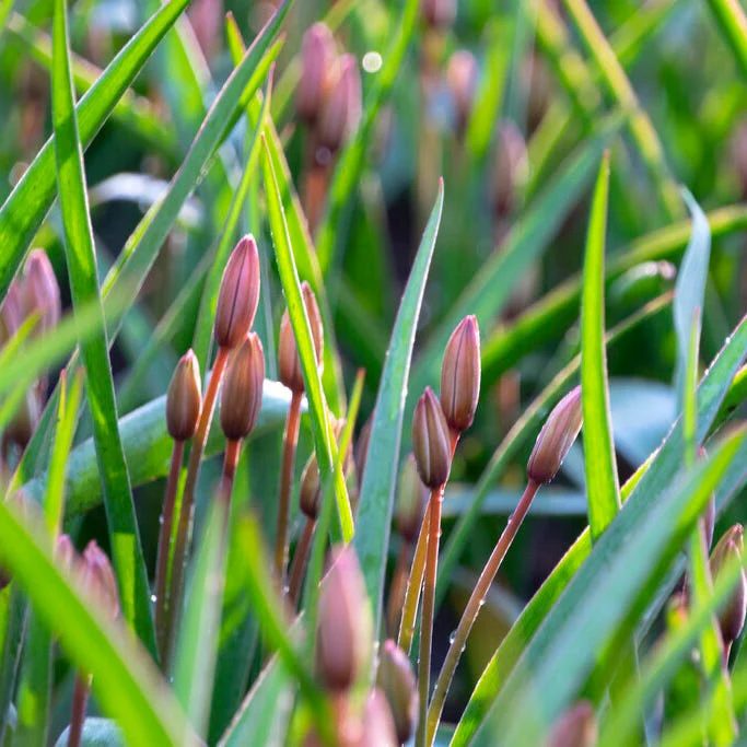 Hilde Wild Tulip - Image 3