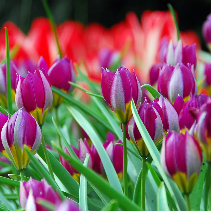 Naturalizing Wild Tulip Bulb Collection - Image 5