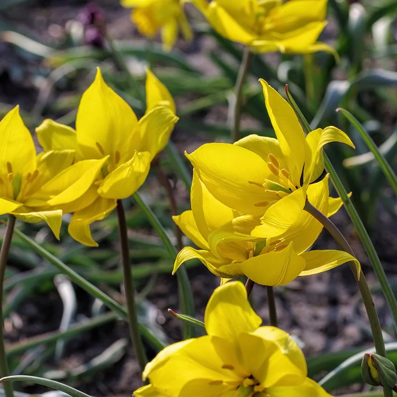 Little Gems Naturalizing Wild Tulip Collection - Image 3