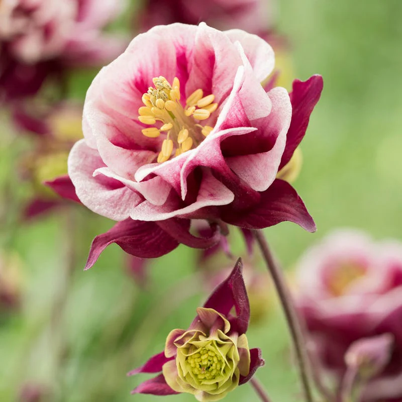 Farmhouse Pre-Planned Garden - Image 7