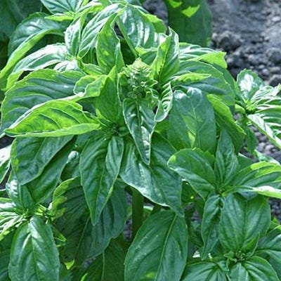 Grow With Us Basil Seed Packet - Image 3