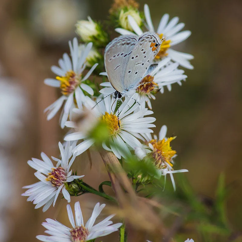 Heath Aster Seeds - Image 3