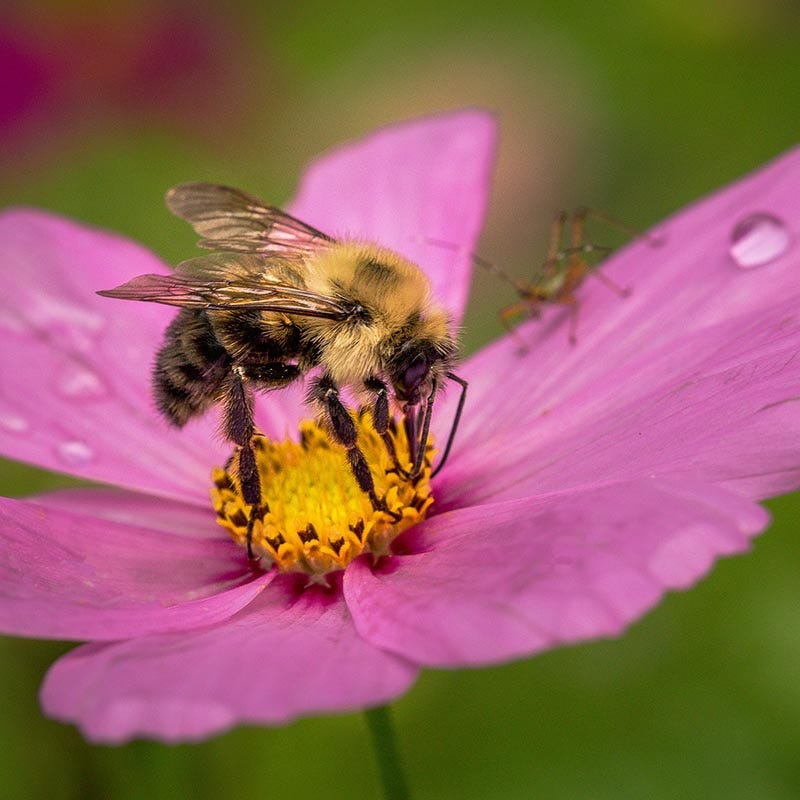 Honey Bee Wildflower Seed Mix - Image 3